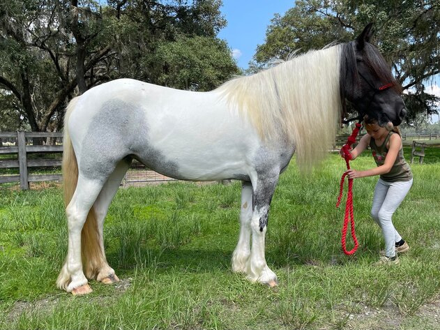 Image for Lumberton Horse Auction August 7th