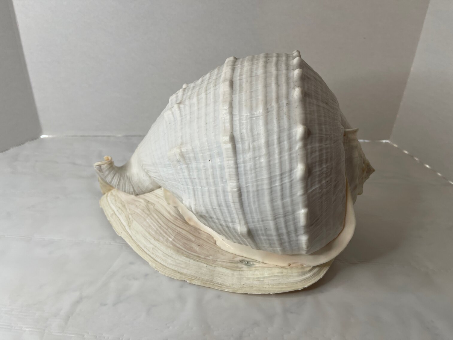 Shell - Queen Helment Conch