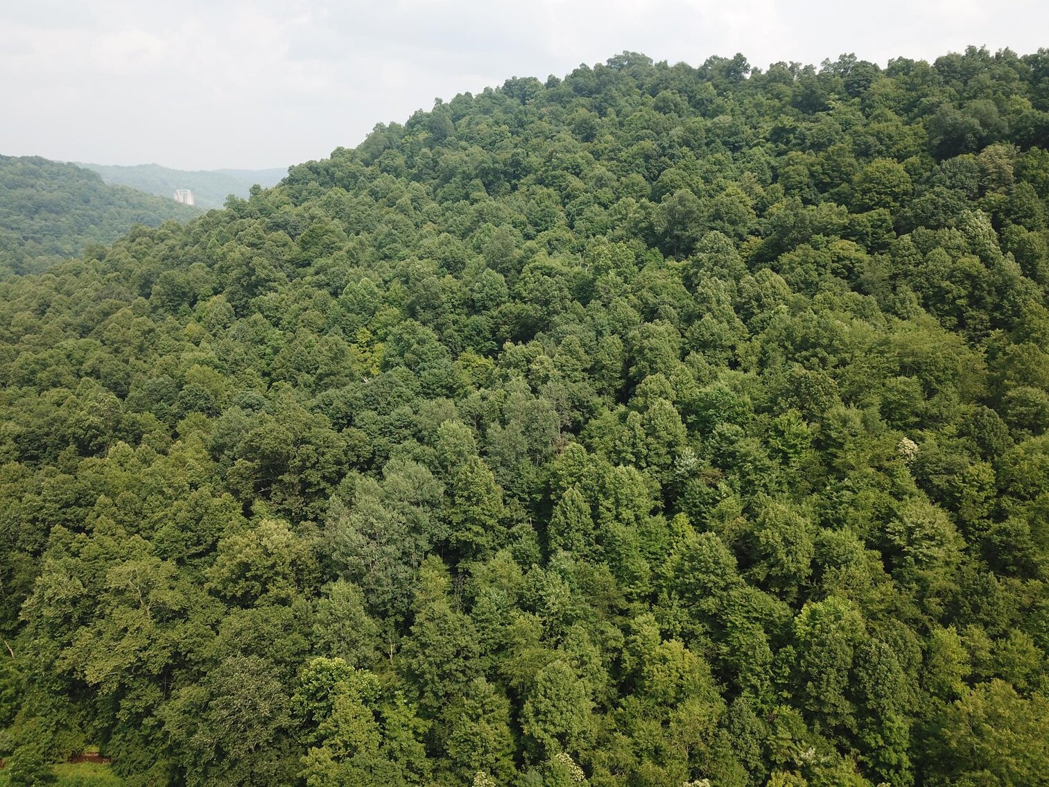 Image for SOLD $135,300 65 Acres of Prime Hunting Land with a Cabin