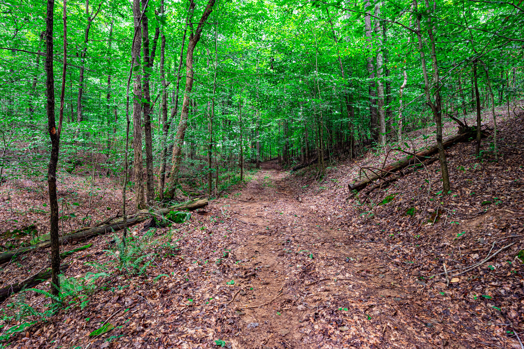 Image for 98.08 +/- Acres・Dunmor Deer Lick Road・Lewisburg・KY