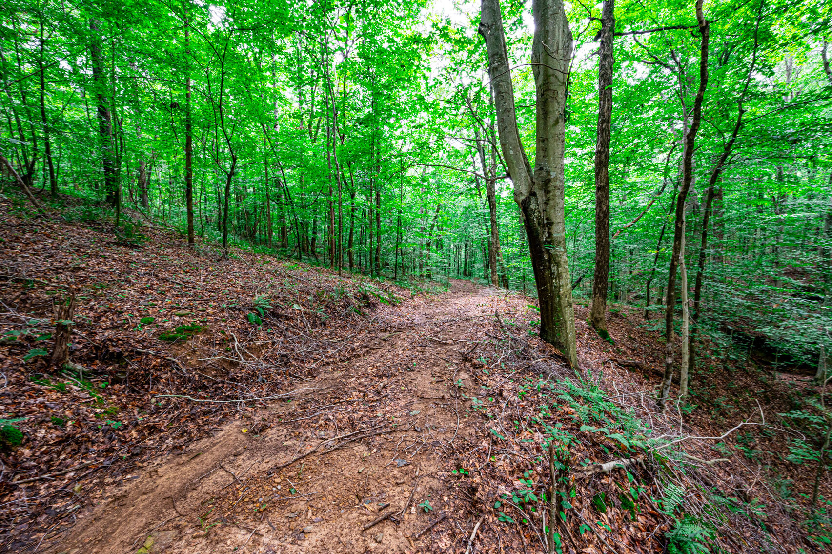 Image for 98.08 +/- Acres・Dunmor Deer Lick Road・Lewisburg・KY