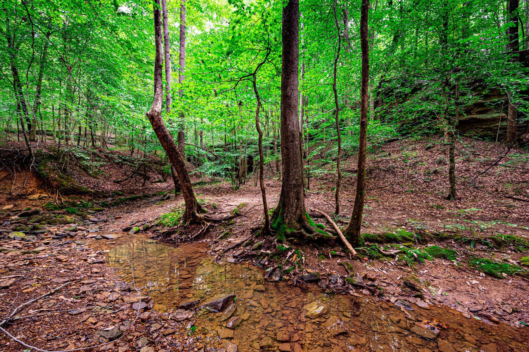 Image for 98.08 +/- Acres・Dunmor Deer Lick Road・Lewisburg・KY