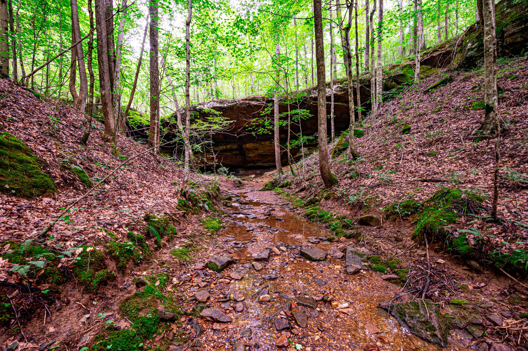 Image for 98.08 +/- Acres・Dunmor Deer Lick Road・Lewisburg・KY