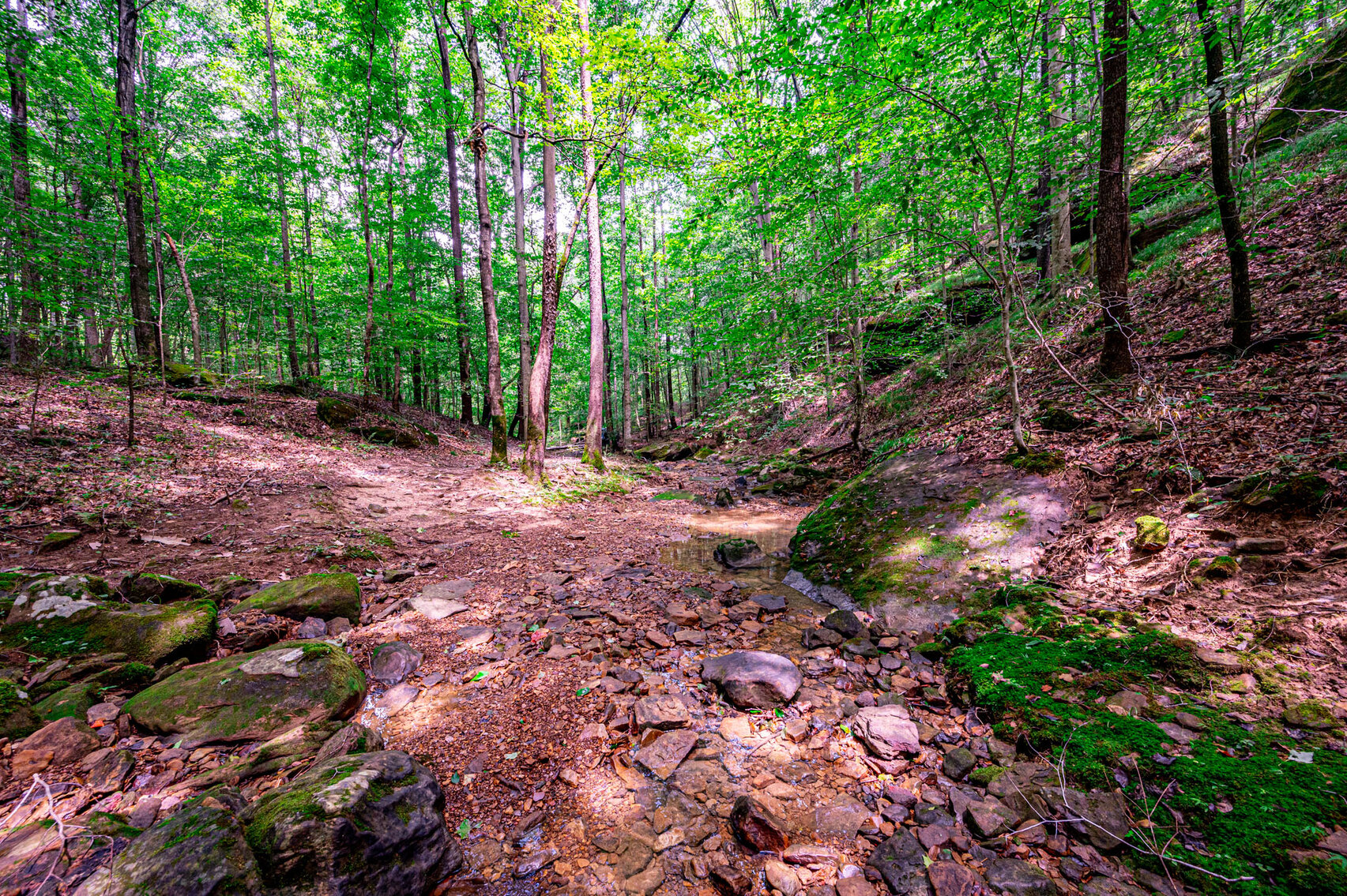 Image for 98.08 +/- Acres・Dunmor Deer Lick Road・Lewisburg・KY