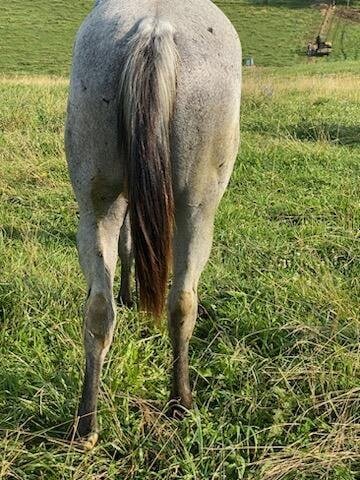 Image for Lumberton Horse Auction August 7th