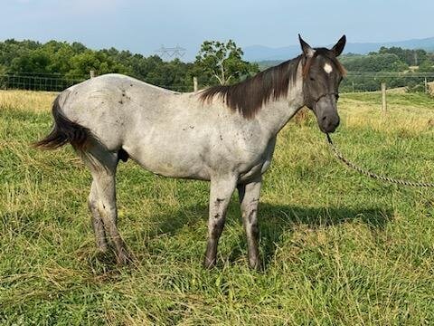 Image for Lumberton Horse Auction August 7th