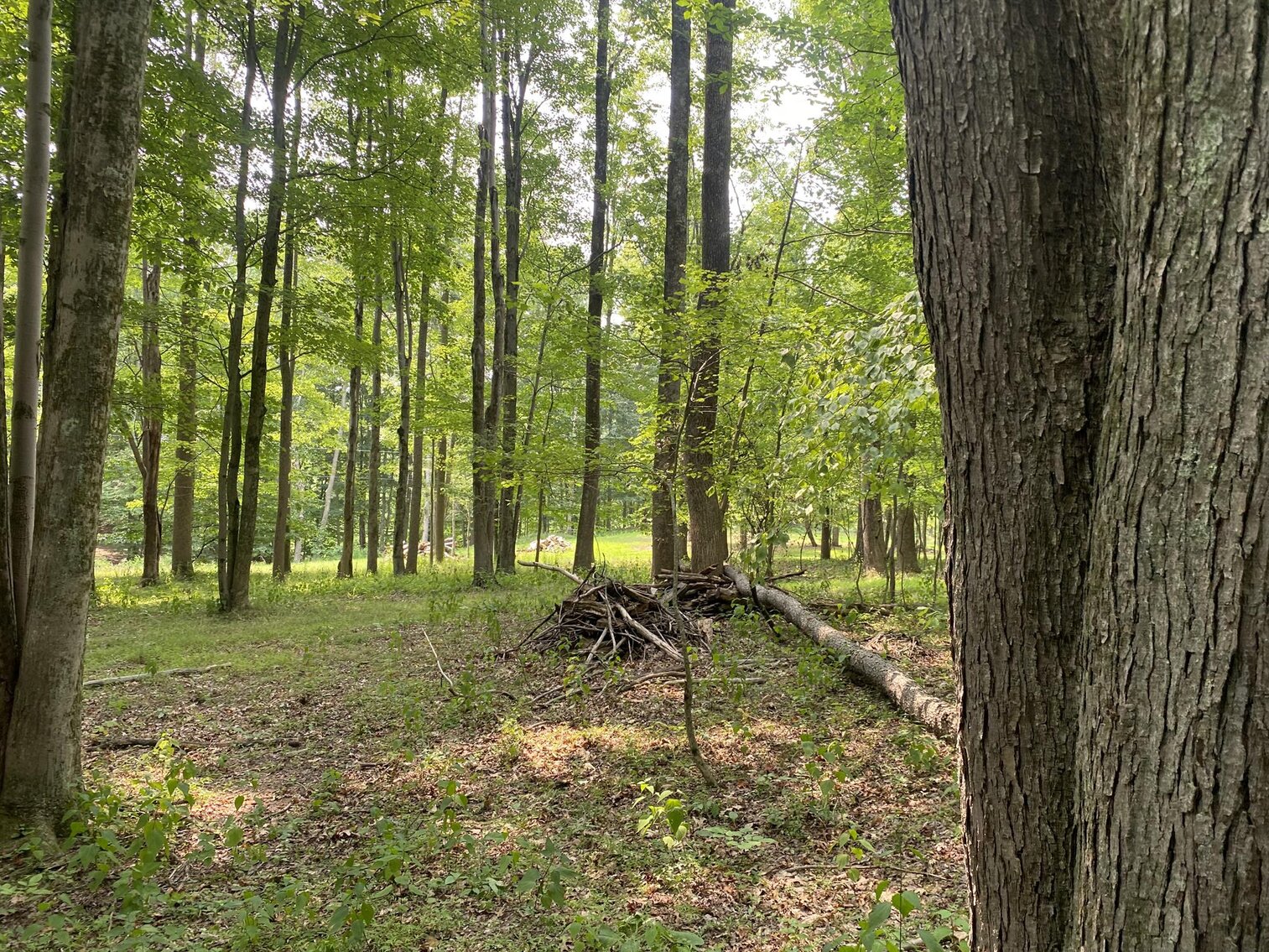 Image for SOLD $151,250 - 2.5 Wooded Acres with Mobile Home Selling to the Highest Bidder