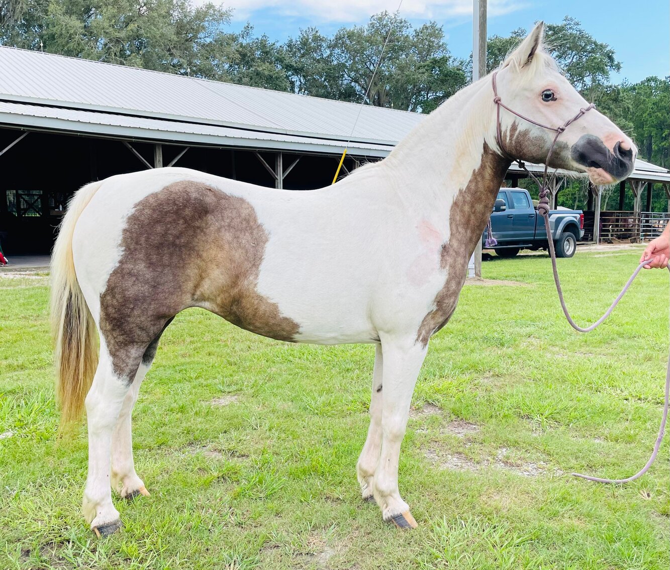 Image for Lumberton Horse Auction August 7th