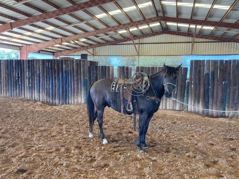 Image for Lumberton Horse Auction August 7th