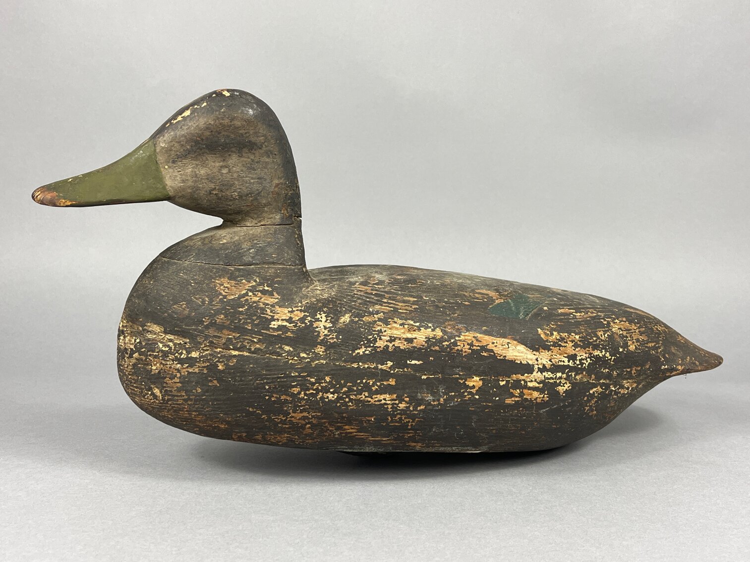 Black Duck from New Jersey