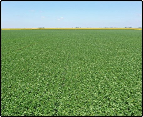 Image for Closed - Palo Alto Co., IA - 800.00 Ac., m/l (010-2658)