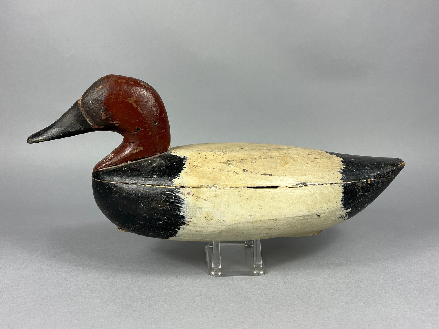 Canvasback from Upper Chesapeake Bay