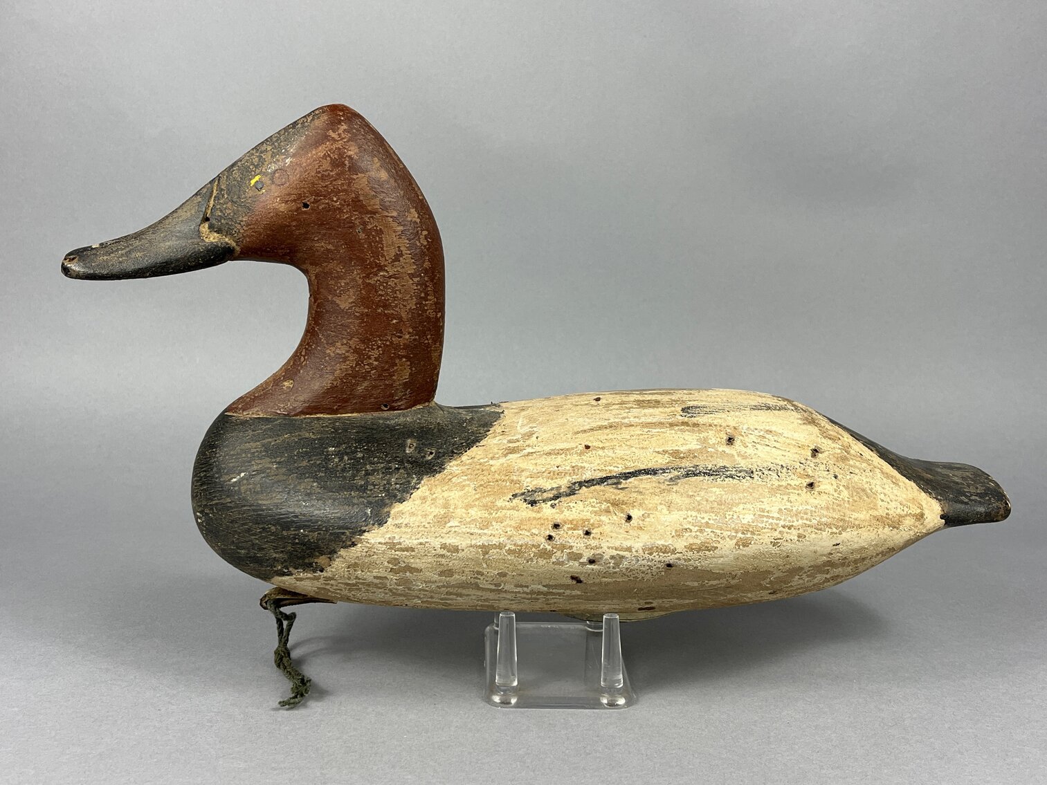 Canvasback from Cecil Co
