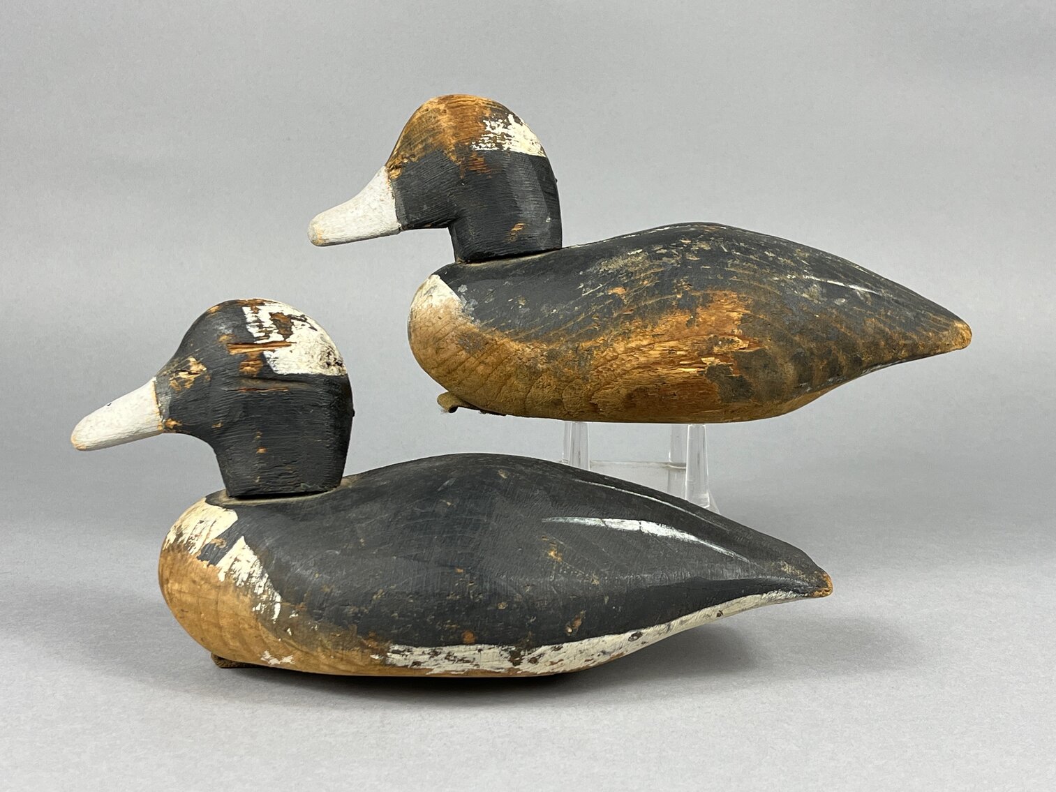 Bufflehead Pair by M Parks