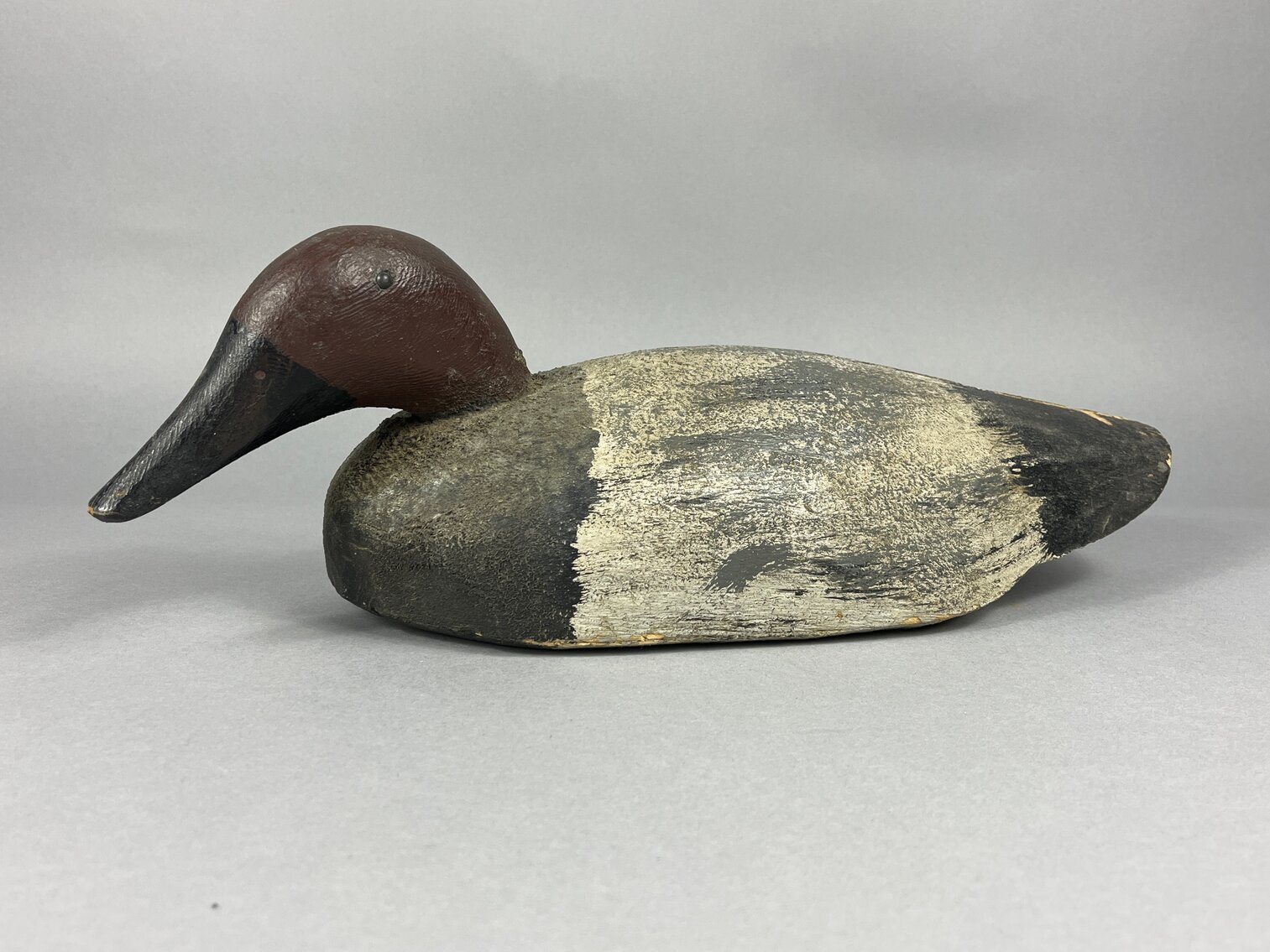 Canvasback from New York