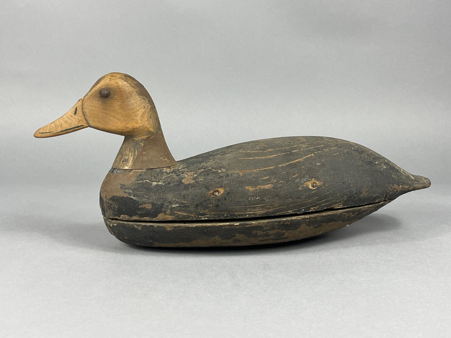Black Duck from New Jersey