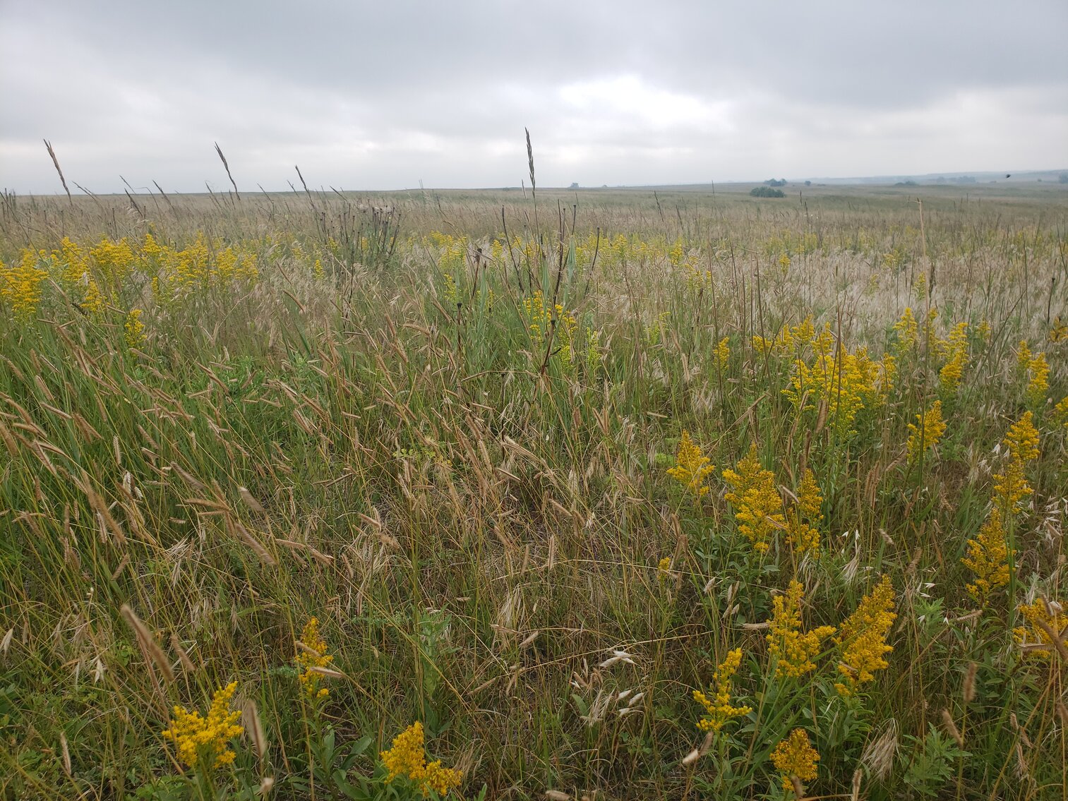 Image for 320+/- Deeded Acres in Carlock Township in Gregory County South Dakota