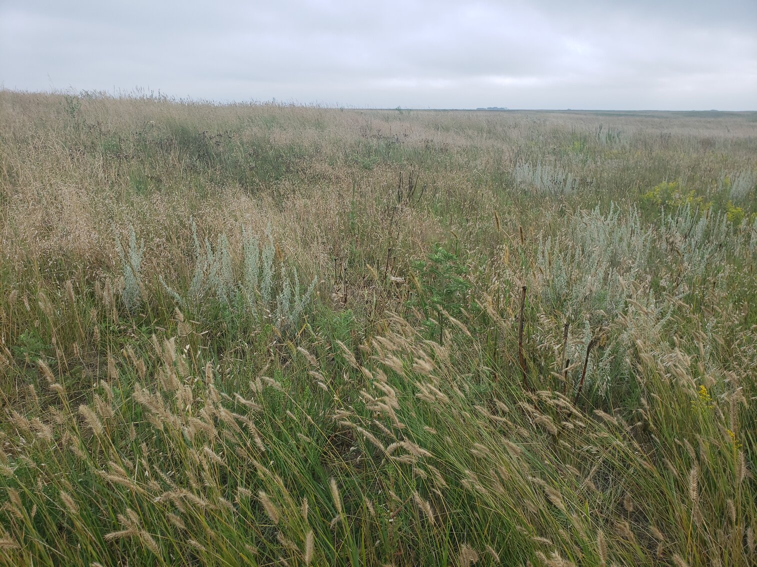 Image for 320+/- Deeded Acres in Carlock Township in Gregory County South Dakota