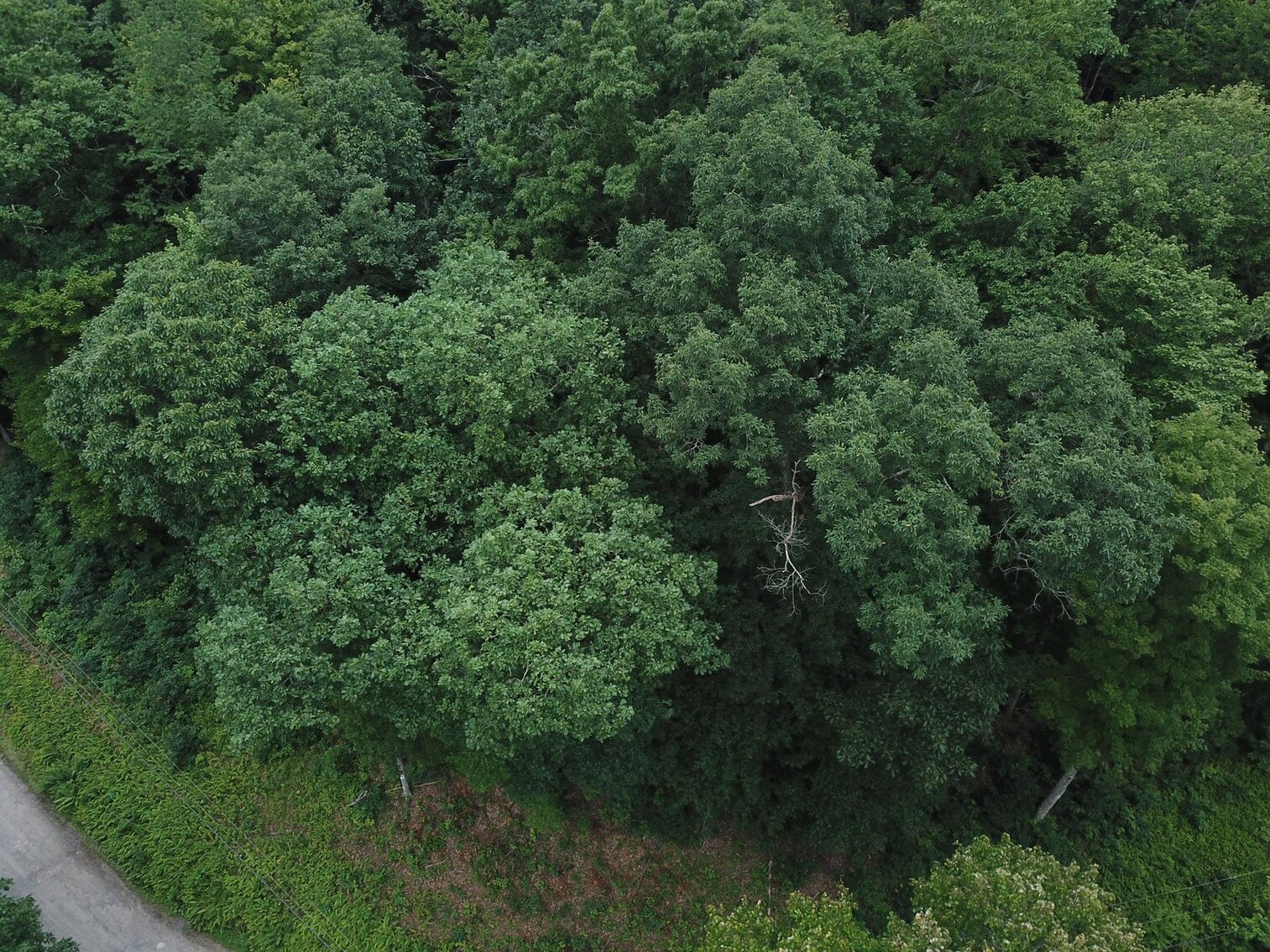 Image for SOLD $17,600 - Double Lot at Wildwood Lake Selling to the Highest Bidder