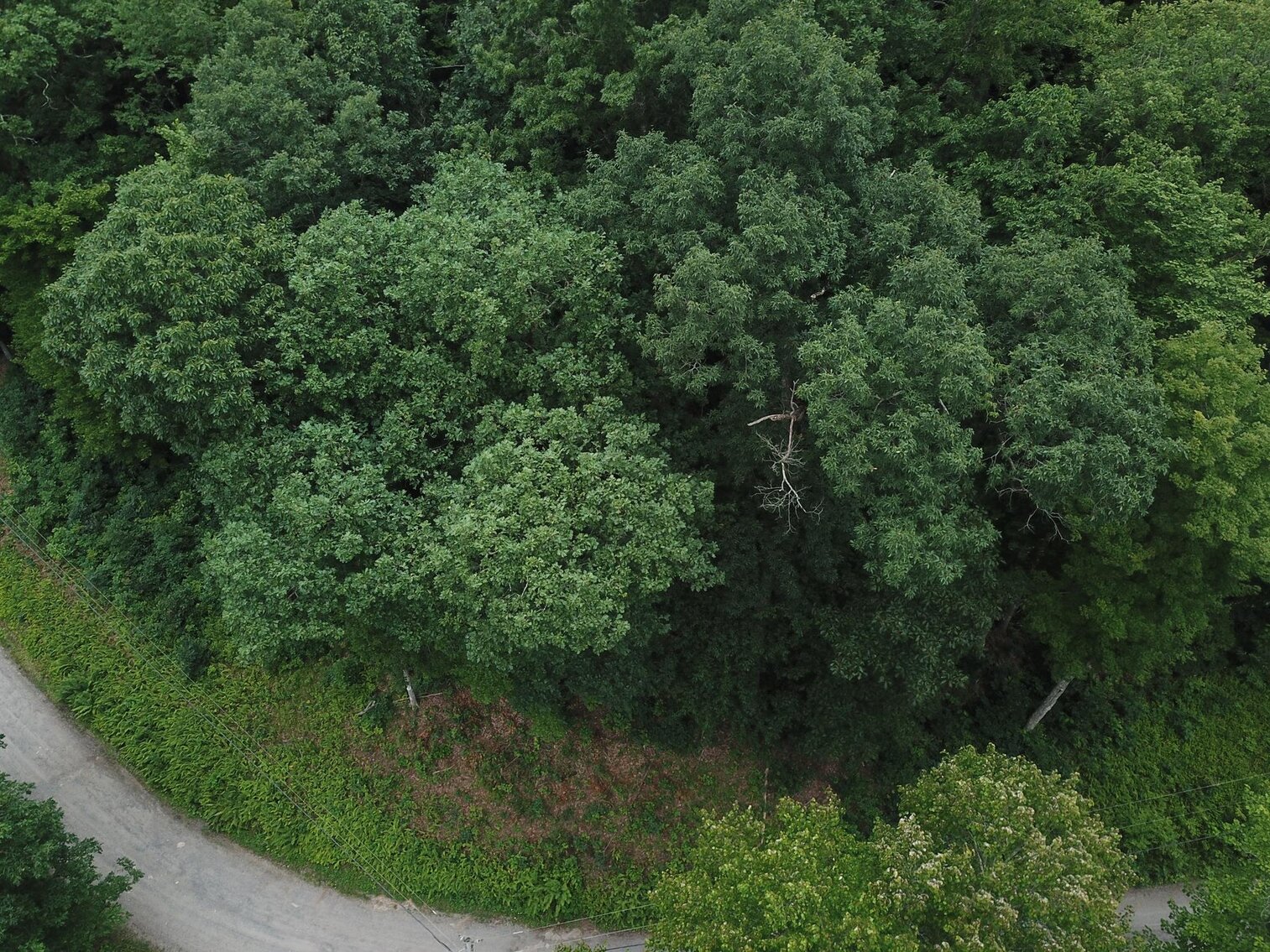 Image for SOLD $17,600 - Double Lot at Wildwood Lake Selling to the Highest Bidder