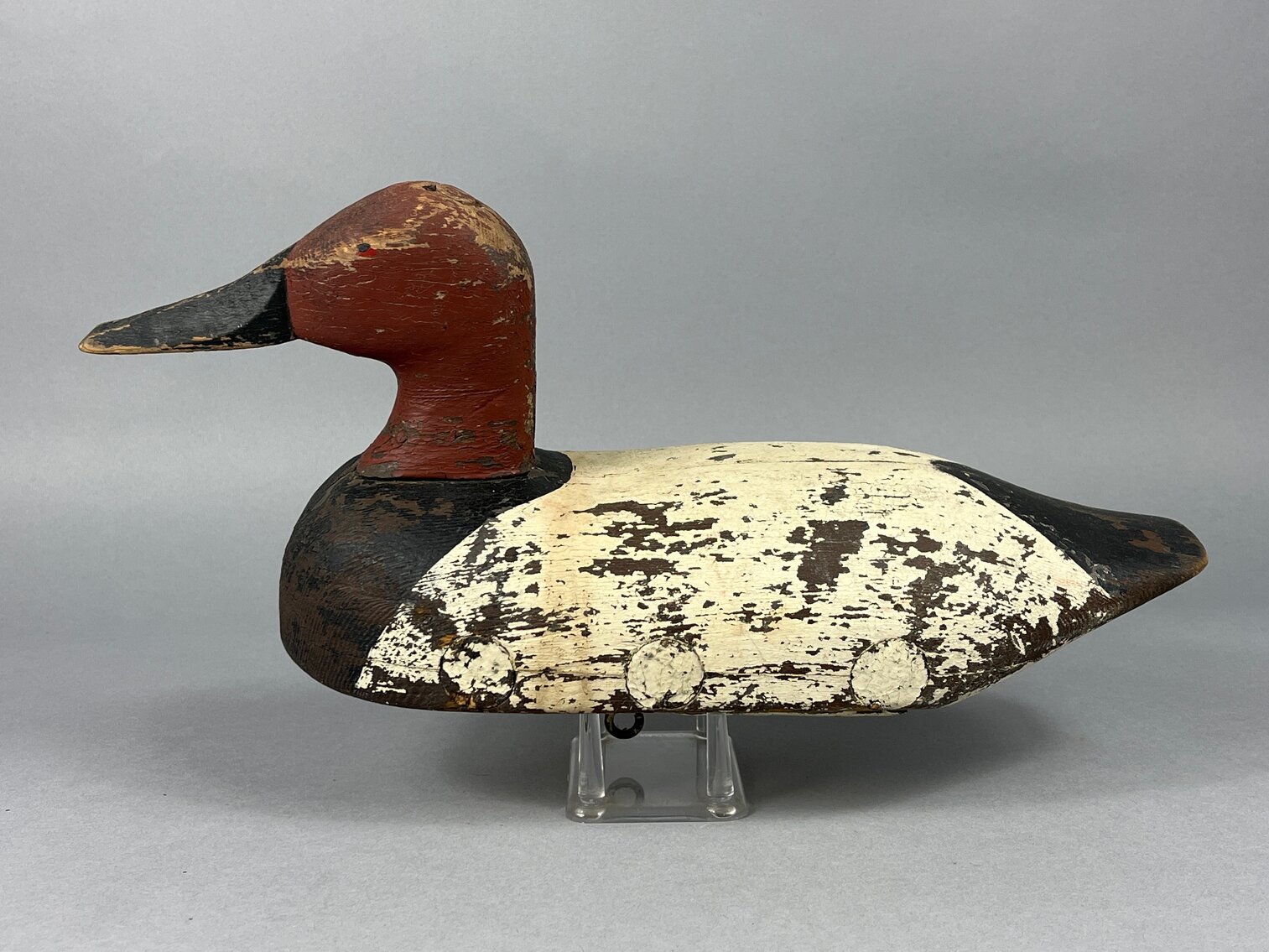 Canvasback from Susquehanna River