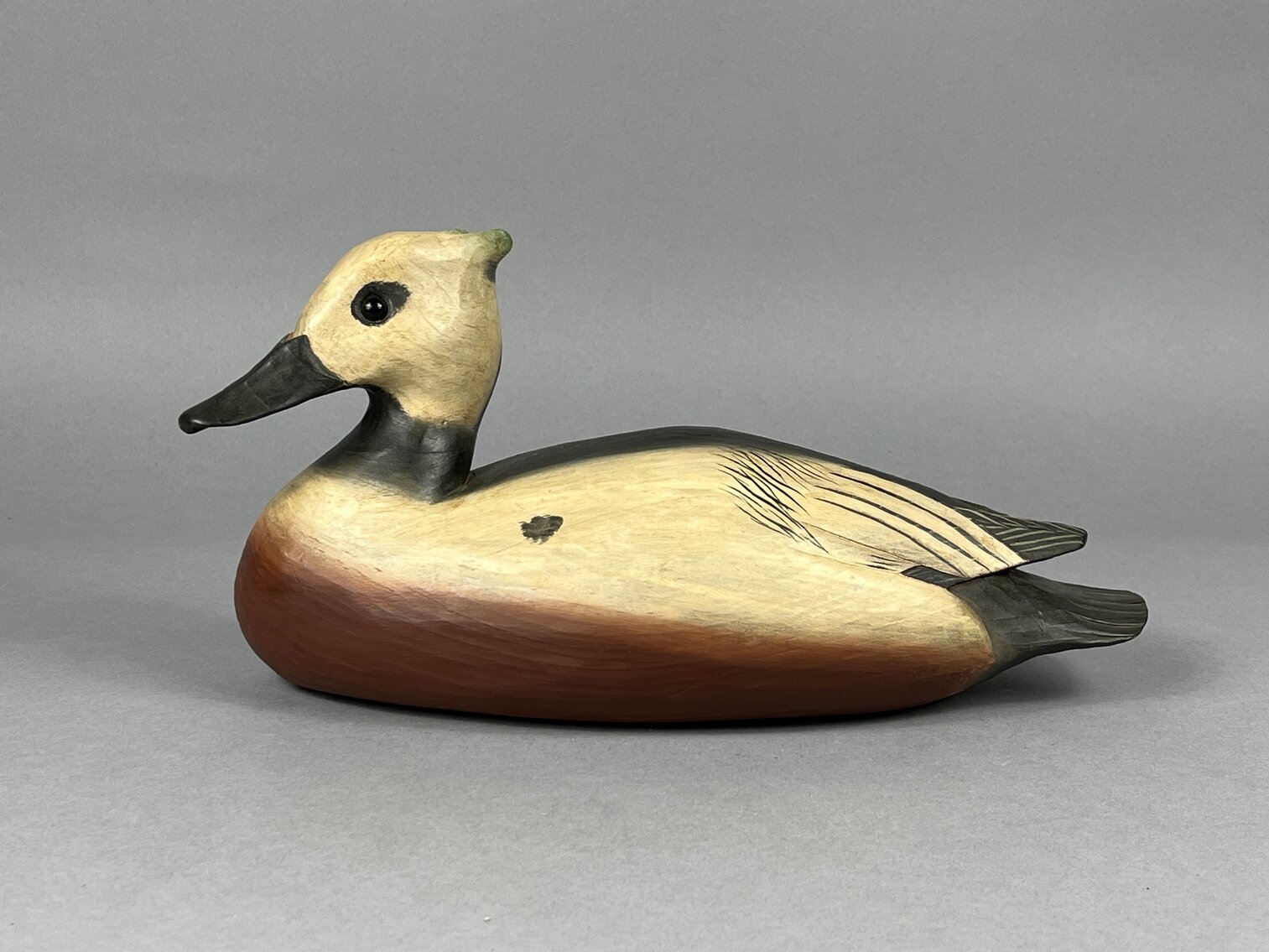 Steller’s Eider by Tom Savage
