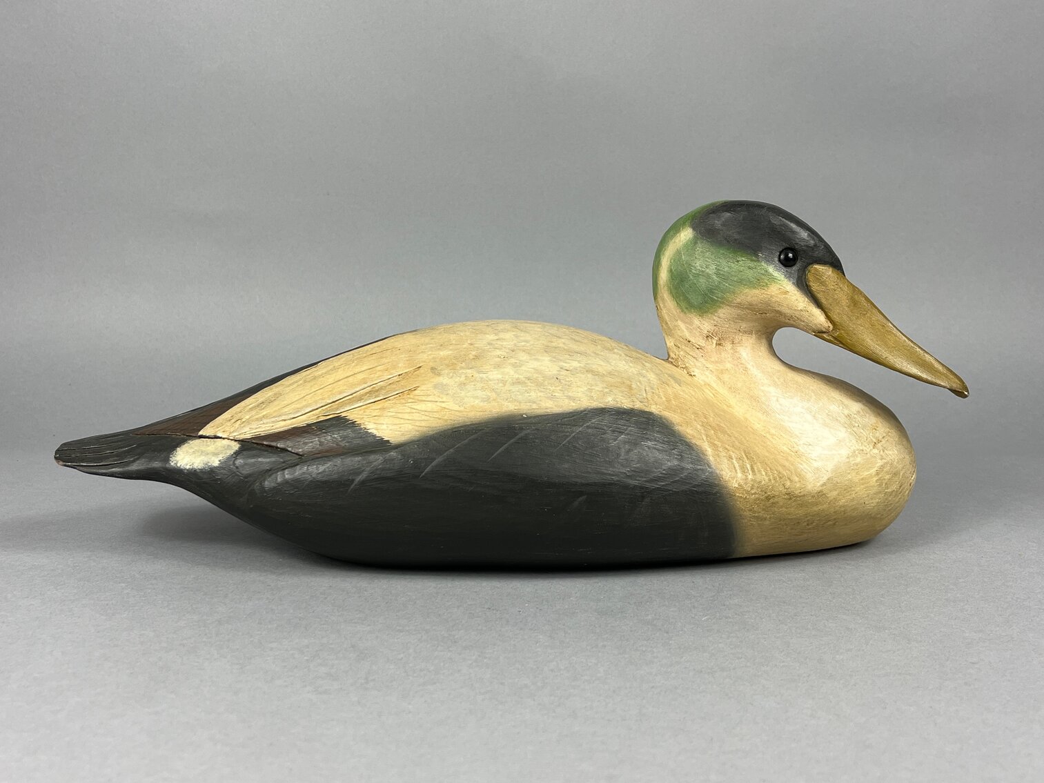 Common Eider by Tom Savage
