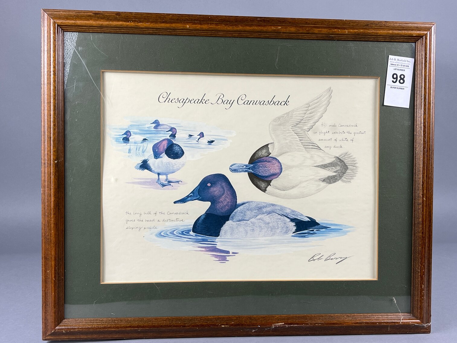 Chesapeake Bay Canvasback Painting by Bob Berry