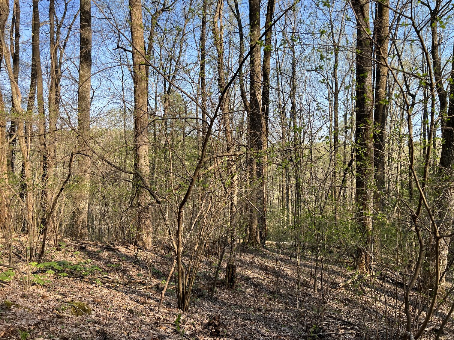 Image for Land For Sale in Fancy Gap Virginia - TBD North Ledge Trail
