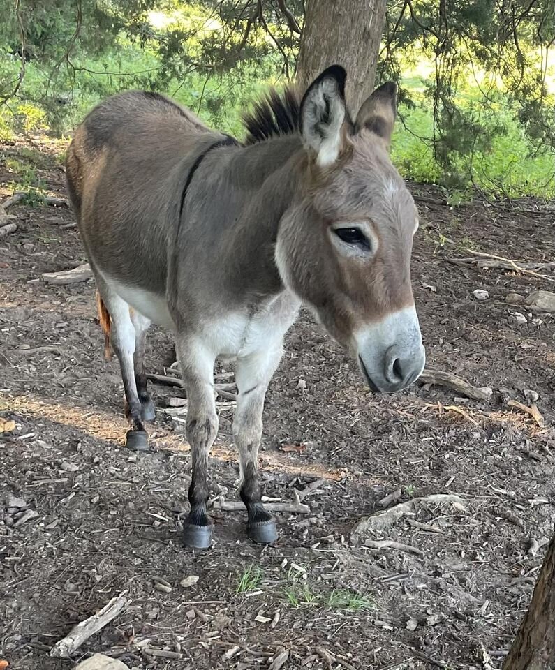 Legacy Livestock Auction Catalog Horse Sale at The Eyler Stables AUGUST