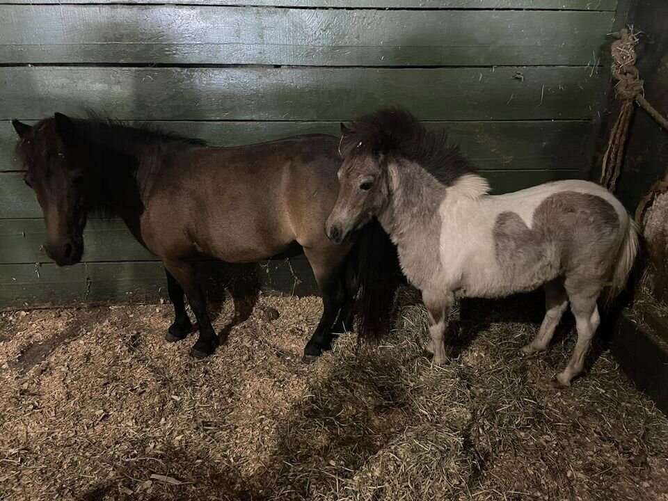 Legacy Livestock Auction Catalog Horse Sale at The Eyler Stables AUGUST