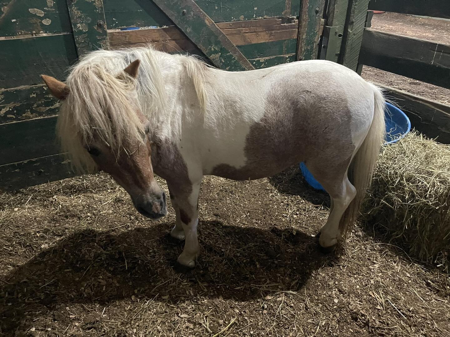 Legacy Livestock Auction Catalog Horse Sale at The Eyler Stables AUGUST