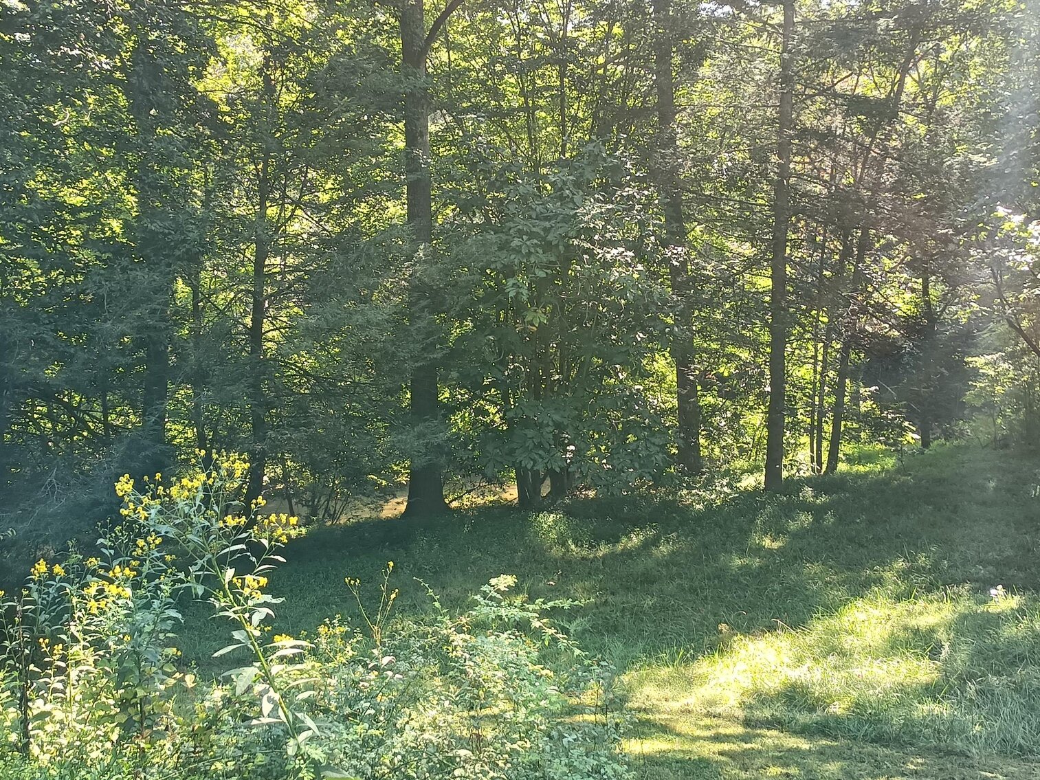 Image for Commissioner's Sale - 173 Sugar Pine Trail, Mt. Airy, NC