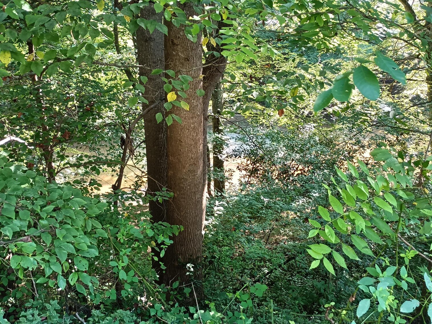 Image for Commissioner's Sale - 173 Sugar Pine Trail, Mt. Airy, NC