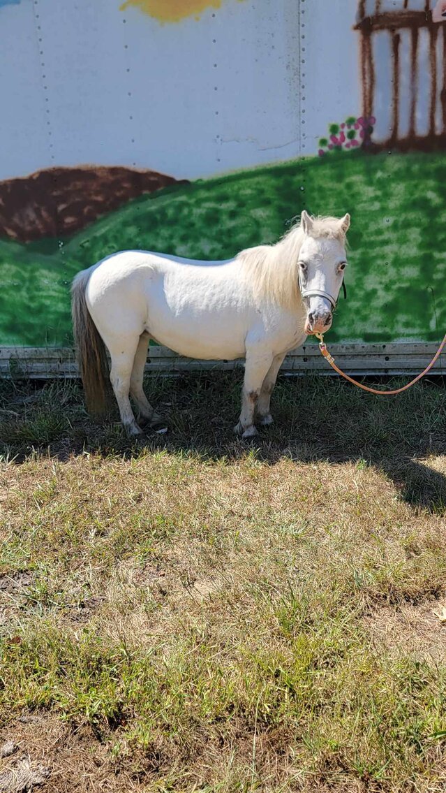 Red K Horse Auctions Madison, North Carolina SATURDAY September 9th