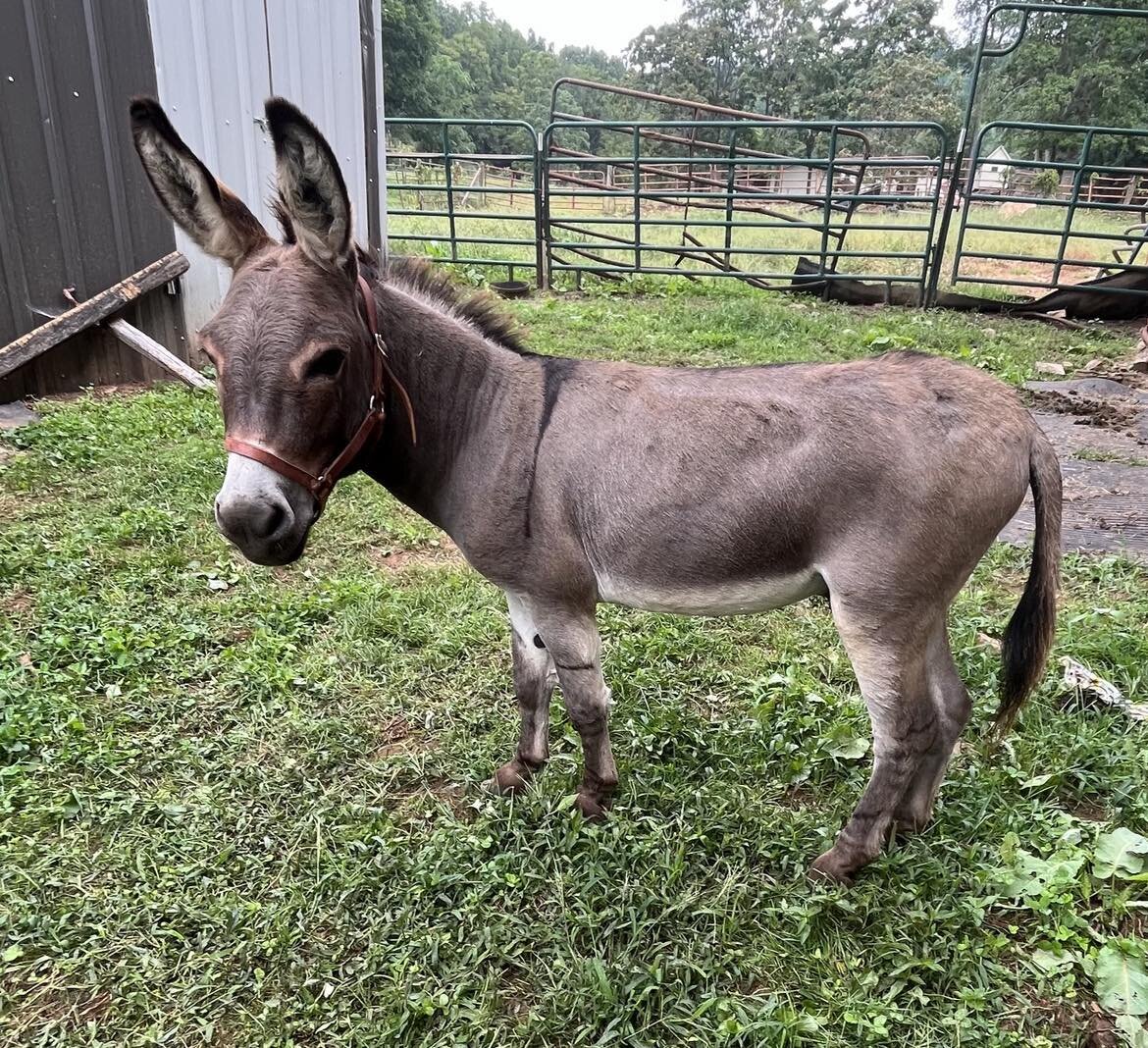 Image for Red K Horse Auctions - Madison, North Carolina - SATURDAY September 9th