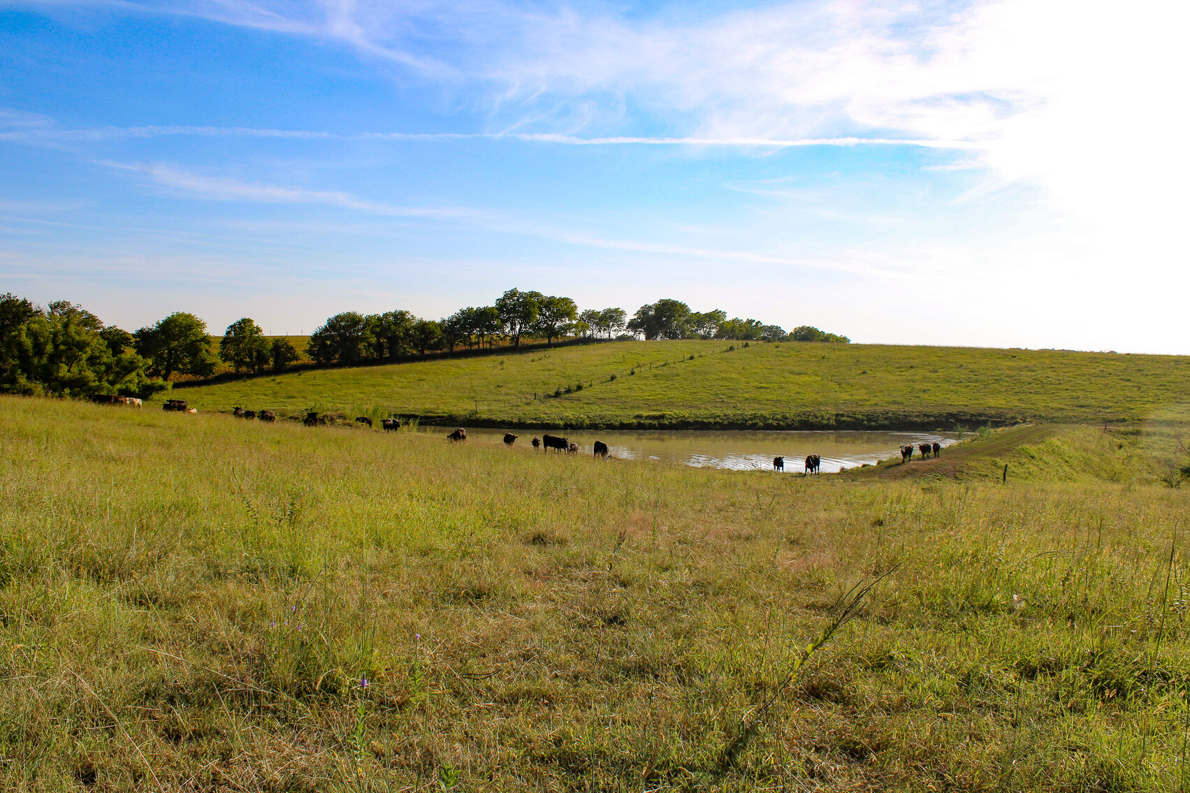 Image for Absolute Pawnee County Rangeland Auction by the Schaardt Auction Team with Burrows Tracts Real Estate
