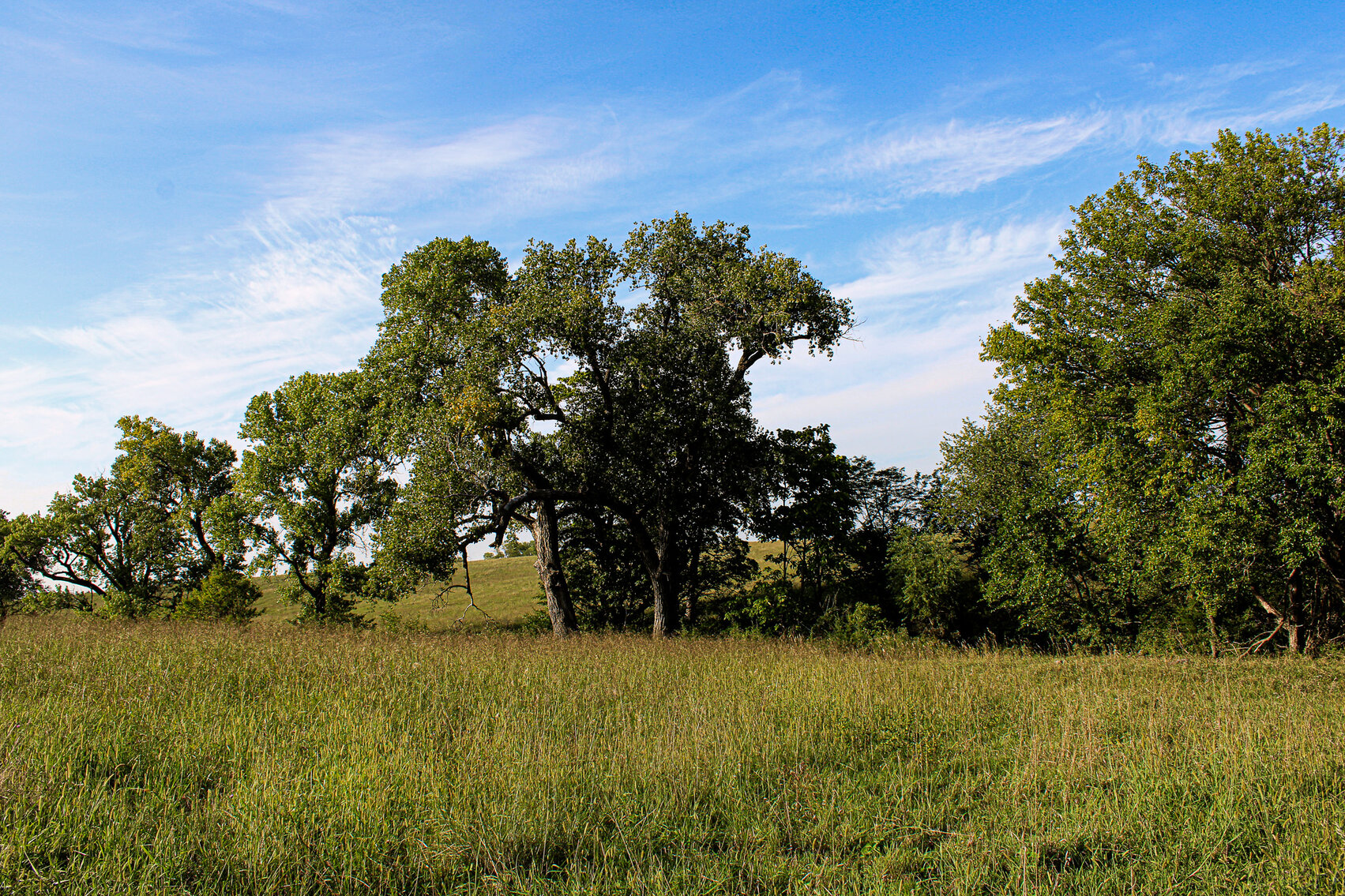 Image for Absolute Pawnee County Rangeland Auction by the Schaardt Auction Team with Burrows Tracts Real Estate
