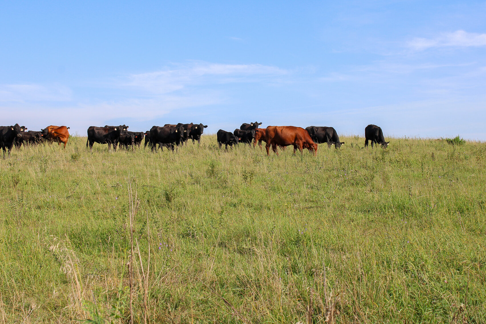Image for Absolute Pawnee County Rangeland Auction by the Schaardt Auction Team with Burrows Tracts Real Estate