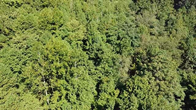 Image for SOLD - Nearly 300 Acres in Fayette County Selling to the Highest Bidder