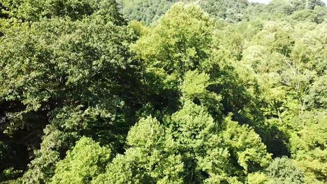 Image for SOLD - Nearly 300 Acres in Fayette County Selling to the Highest Bidder