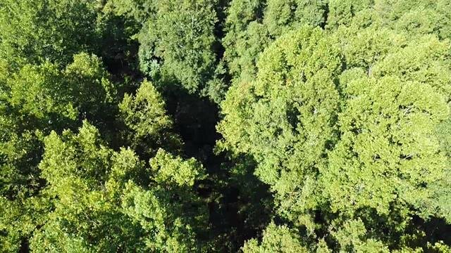 Image for SOLD - Nearly 300 Acres in Fayette County Selling to the Highest Bidder