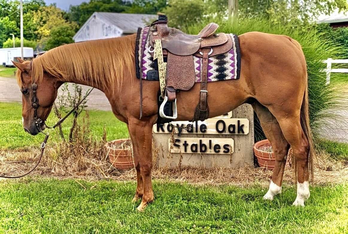 Image for KS Select Fall Sale - Clarion, Pennsylvania - SATURDAY September 16th