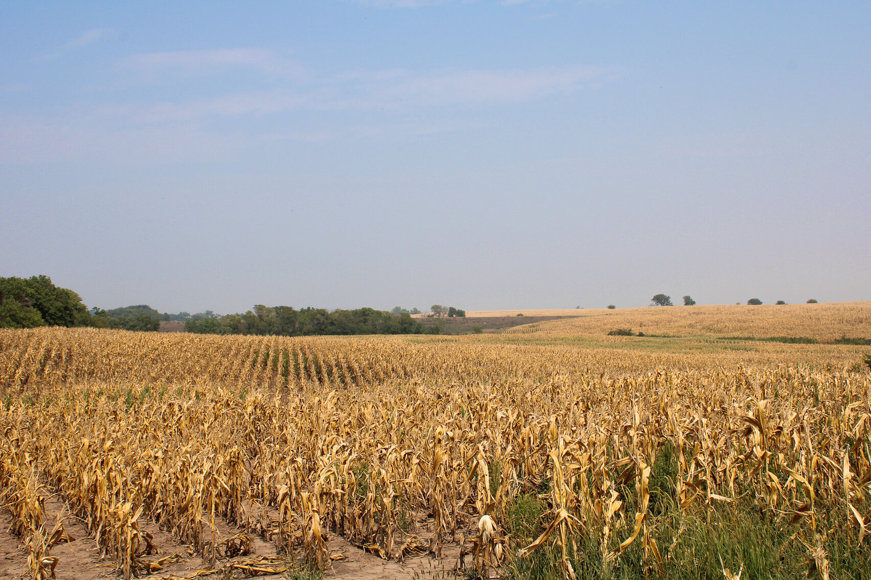 Image for Absolute Jefferson County Farmland Auction by the Schaardt Auction Team with Burrows Tracts Real Estate