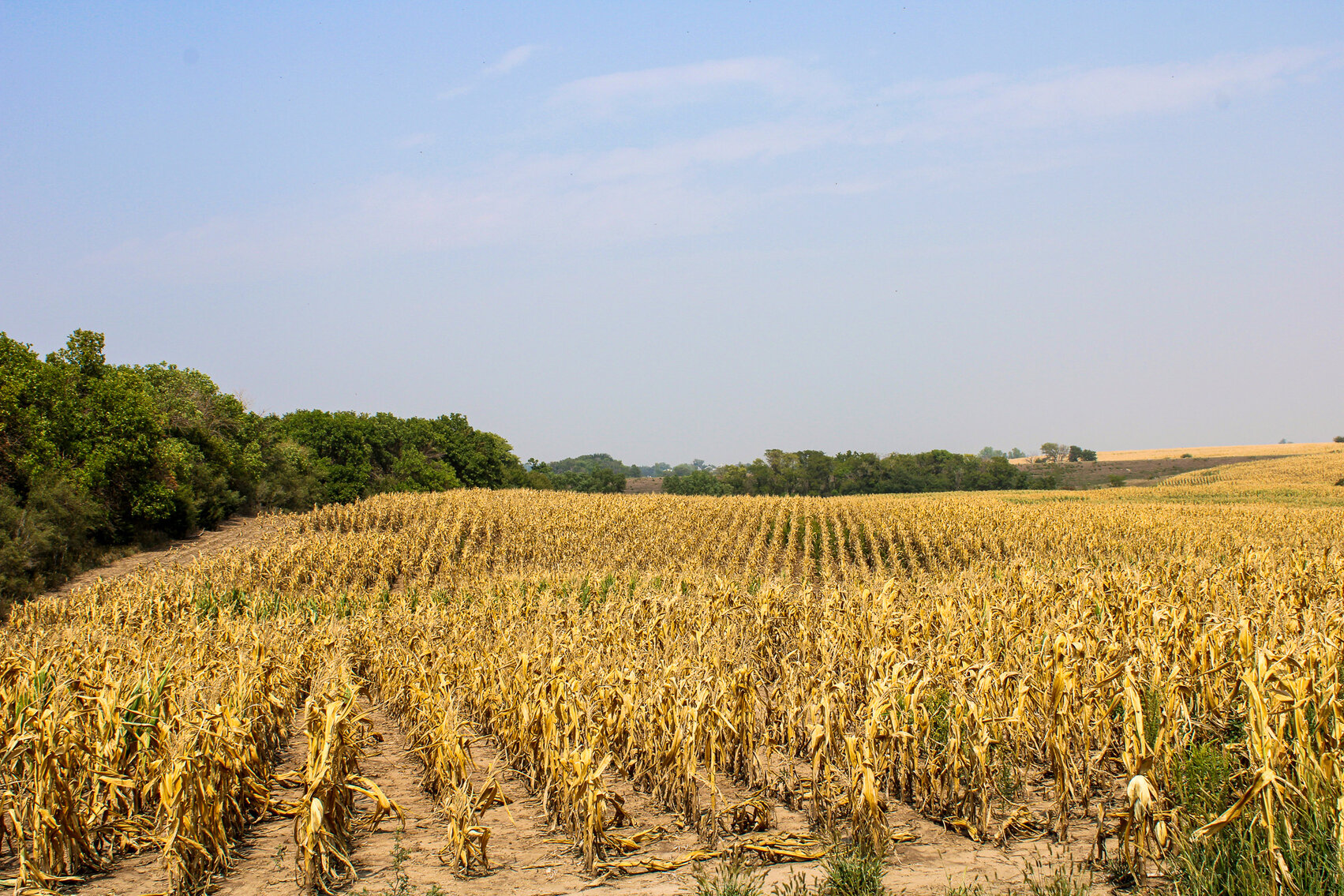 Image for Absolute Jefferson County Farmland Auction by the Schaardt Auction Team with Burrows Tracts Real Estate