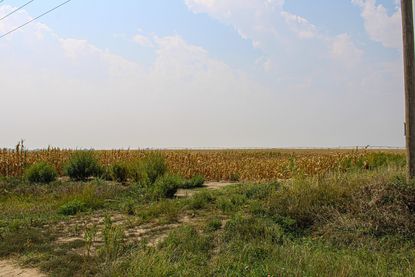 Image for Absolute Jefferson County Farmland Auction by the Schaardt Auction Team with Burrows Tracts Real Estate