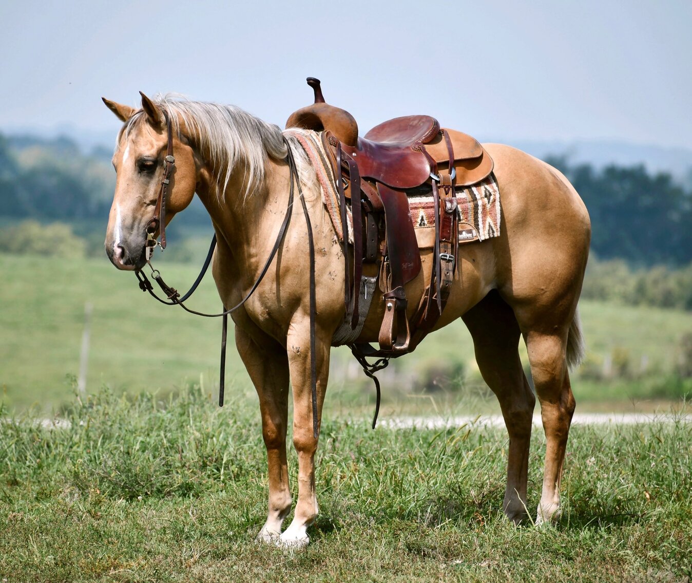 Image for 606 Riding Horse Sale, September 16th