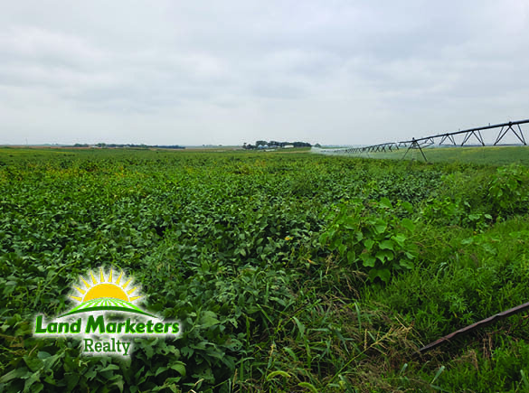 Image for 702.78+/- Deeded Acres East of Elgin, Nebraska in Antelope County