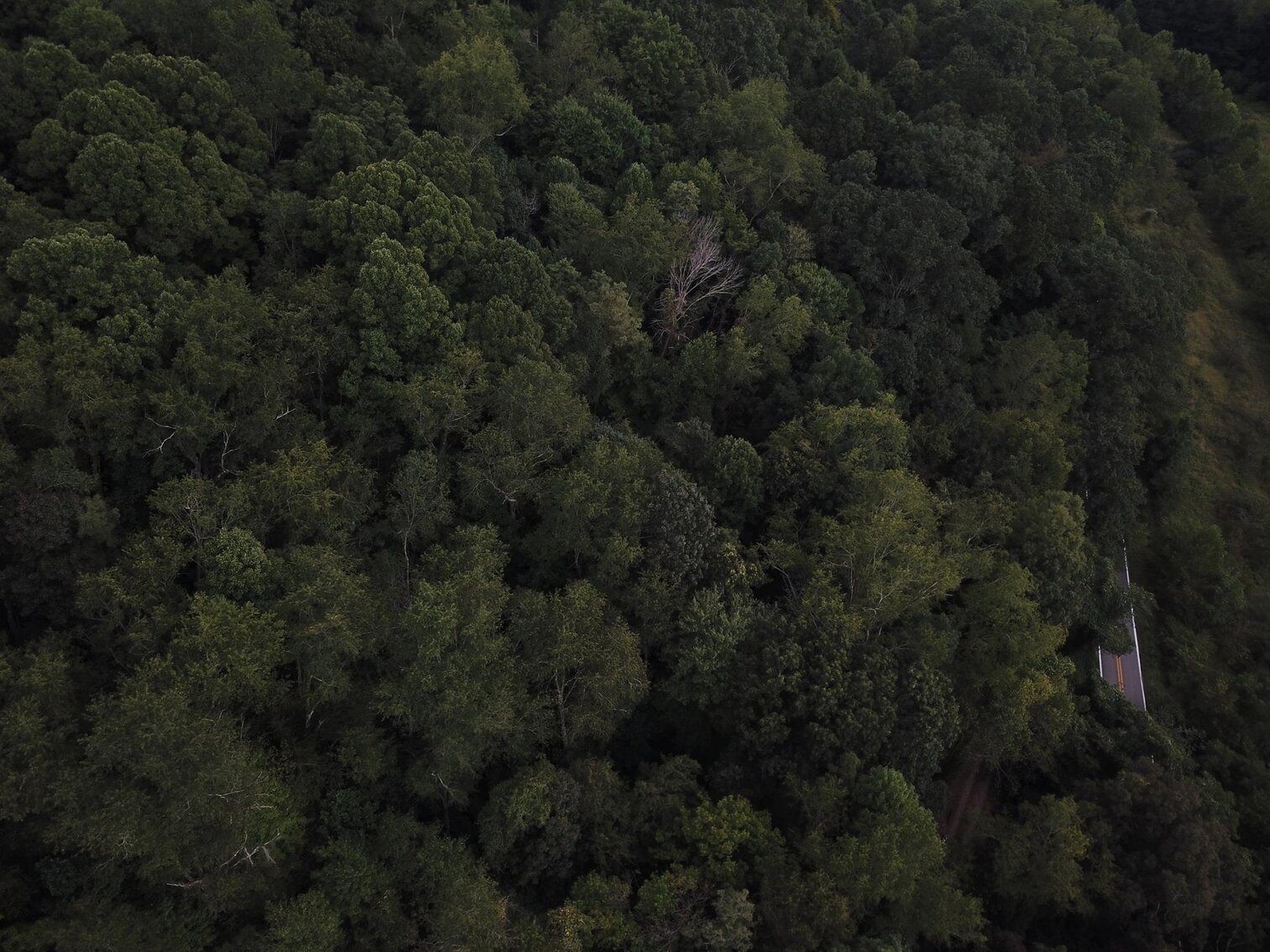 Image for SOLD $15,950 - 2 Acres on River Road in Morgantown