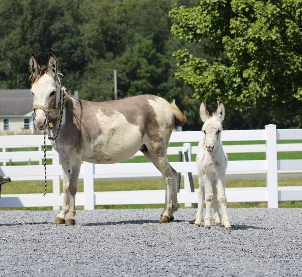 Image for KS Select Fall Sale - Clarion, Pennsylvania - SATURDAY September 16th